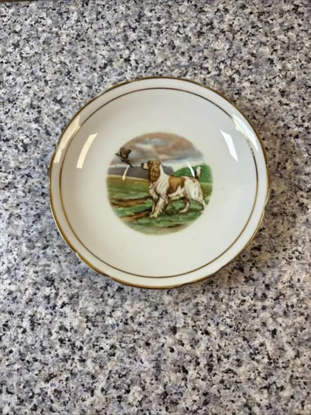 Regency English Springer Spaniel Bone China Saucer Only Scalloped edges 5 1/2"